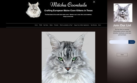Mitcha Coontails: Design, content, SEO, and accessibility changes has advanced this site to the top in the country for selling European Coontail Cats.